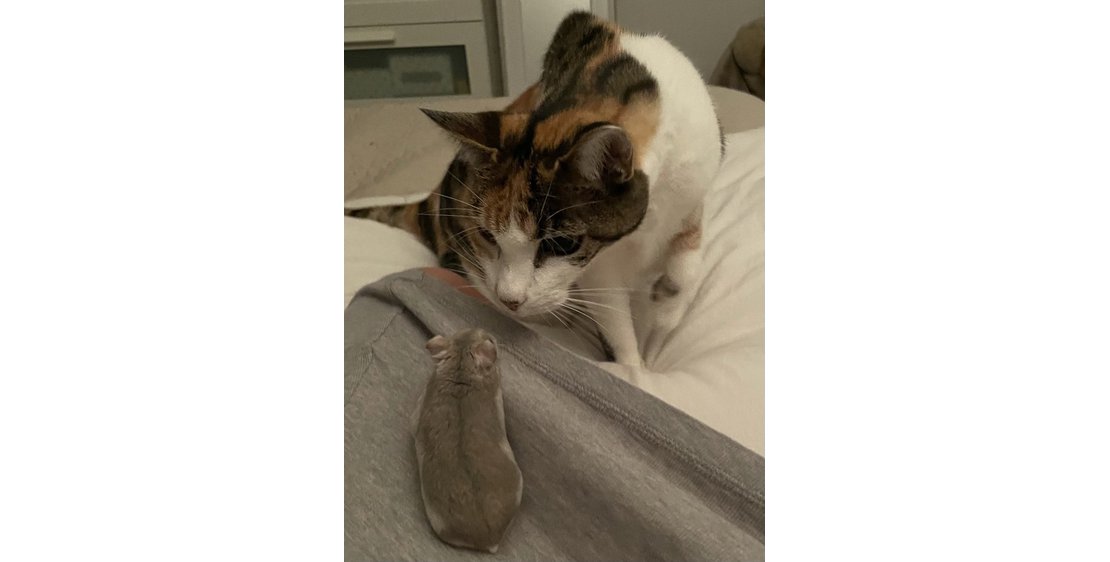 Photo Les amis d'Anais Petsitter
