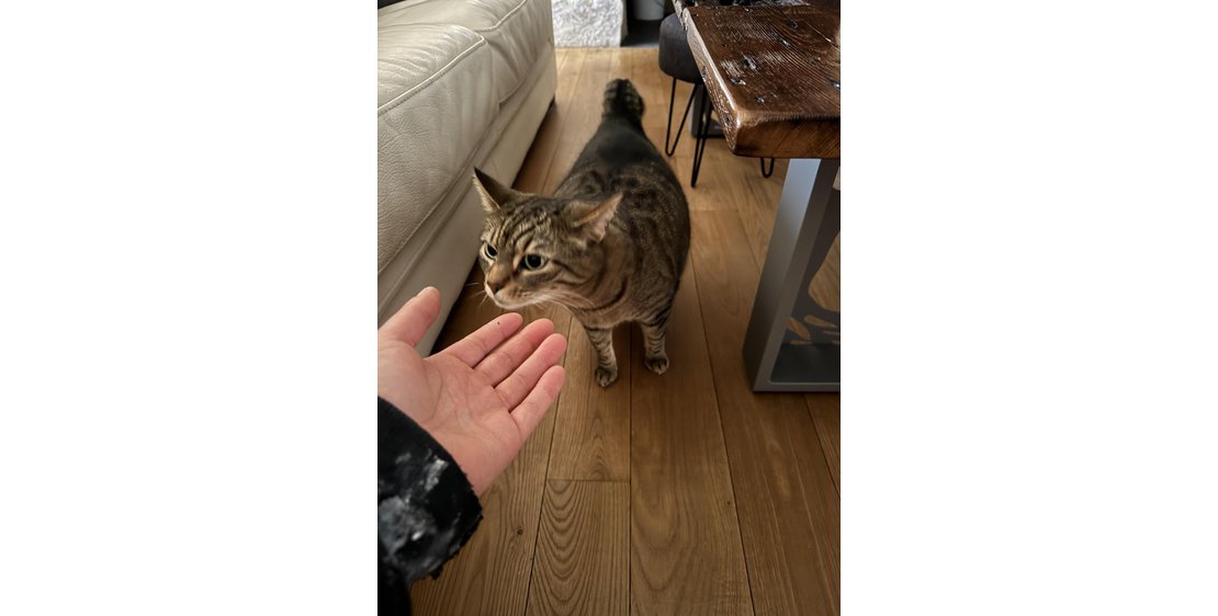Photo Les amis d'Anais Petsitter