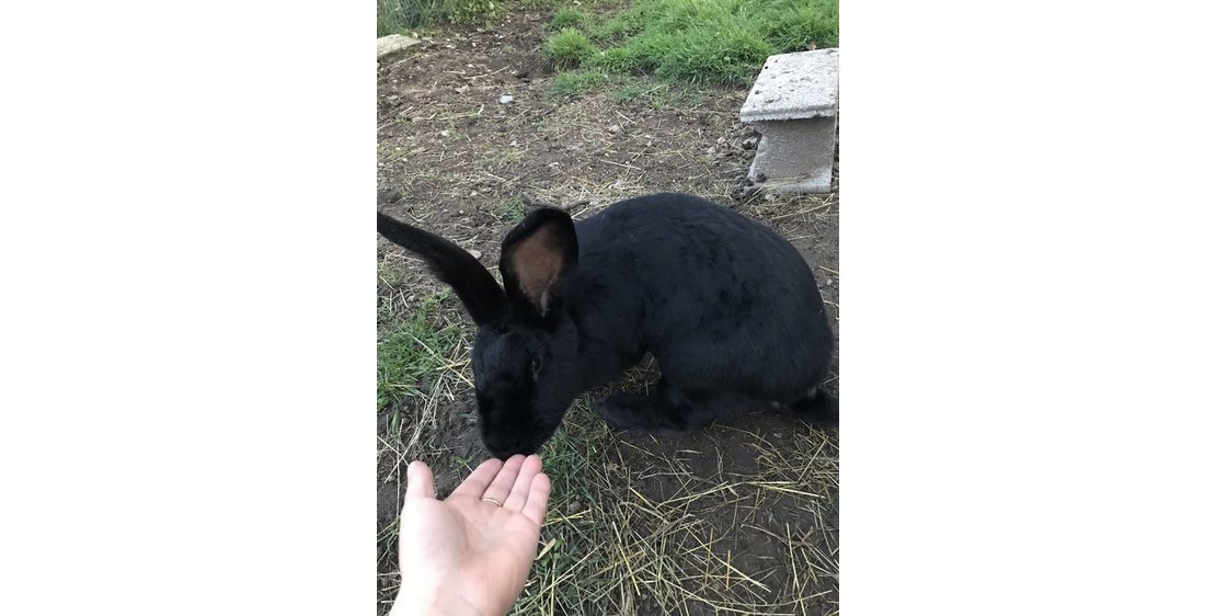 Photo Les amis d'Anais Petsitter