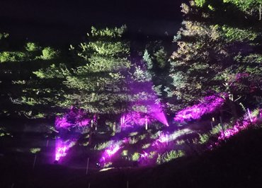 Sound and light show at the Arboretum