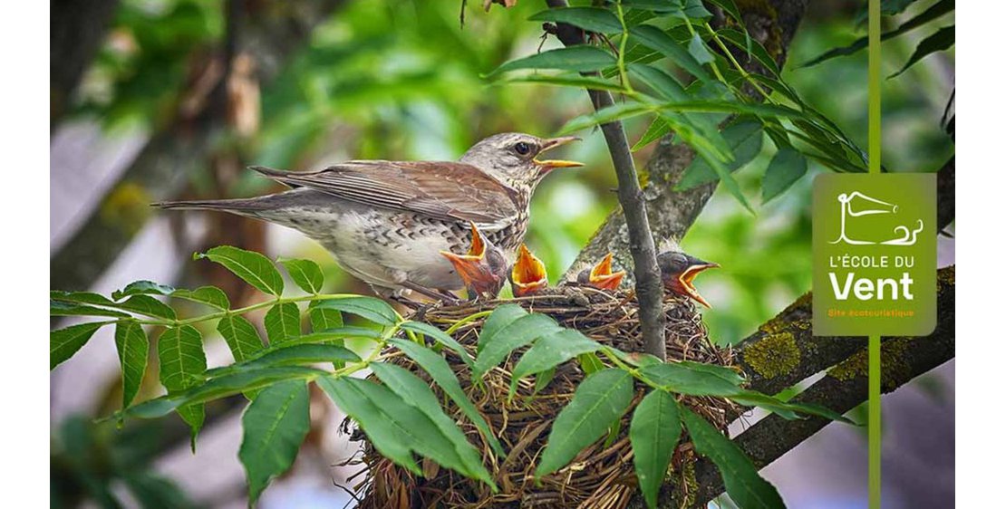 Foto Observe les oiseaux - Découverte