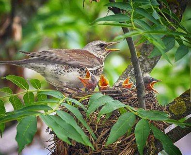 Observe les oiseaux - Découverte