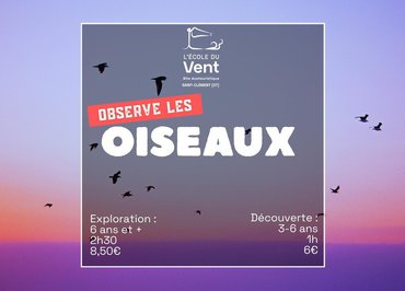 Observe les oiseaux - Découverte