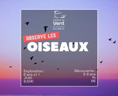 Observe les oiseaux - Découverte