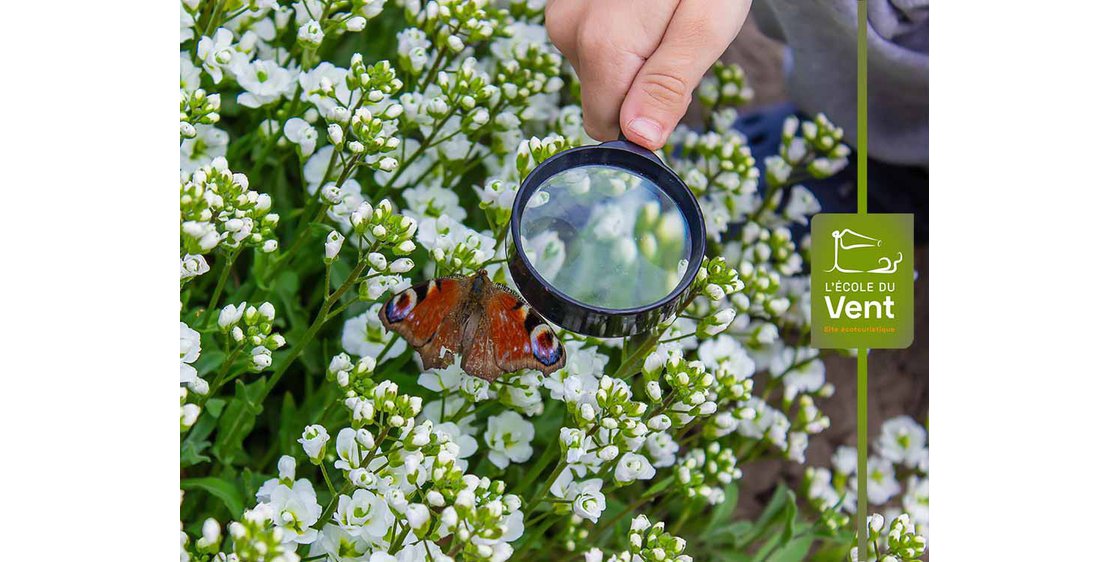 Foto Les papillons à la loupe