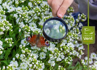 Les papillons à la loupe