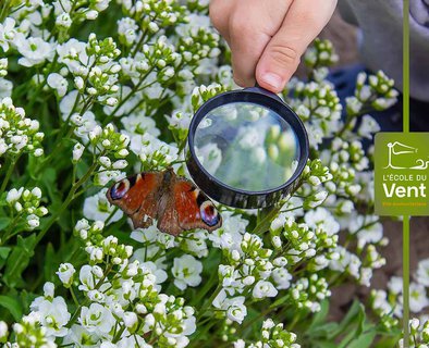 Les papillons à la loupe