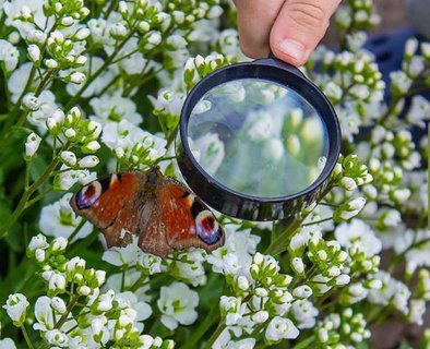 Les papillons à la loupe - Découverte