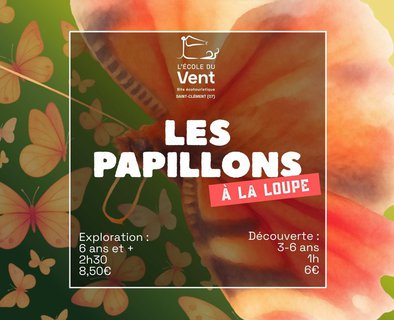 Les papillons à la loupe - Découverte