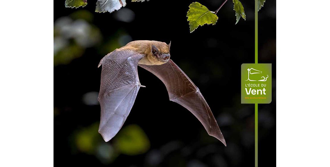 Photo Bricole ton gîte à chauves-souris
