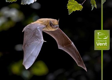 Bricole ton gîte à chauves-souris