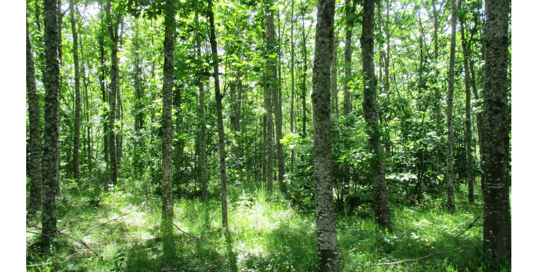 Foto Un Pays et ses Arbres - N°9