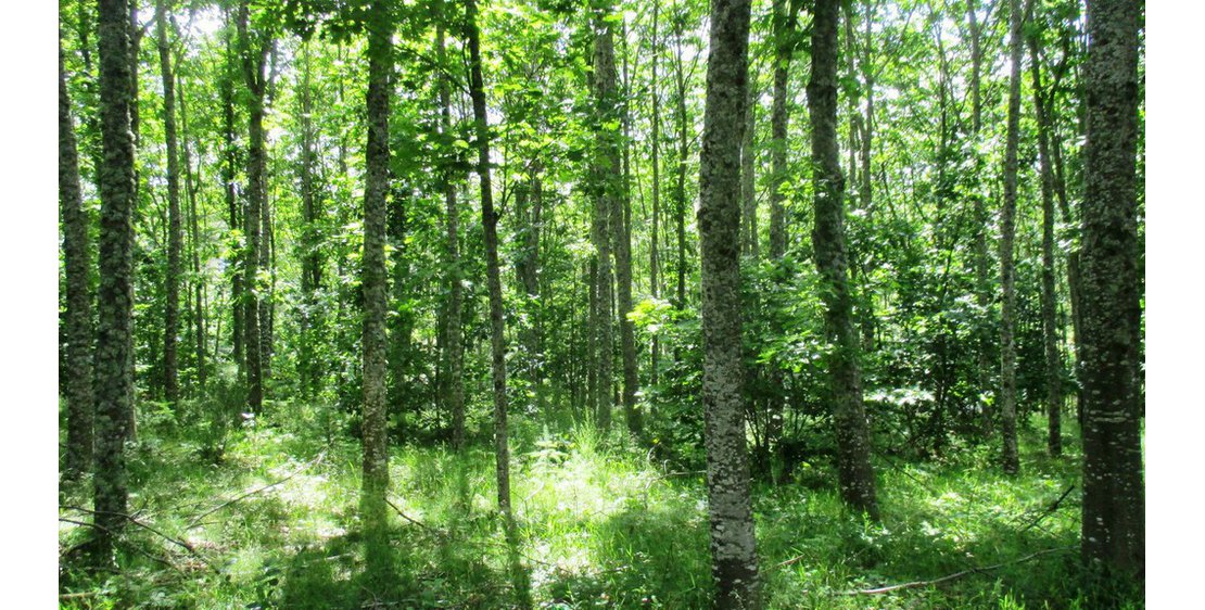 Foto Un Pays et ses Arbres - N°9