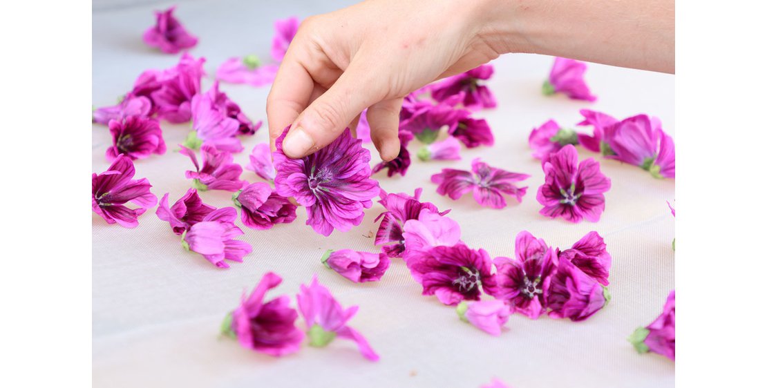 Photo Les sens sauvages - Plantes aromatiques et médicinales