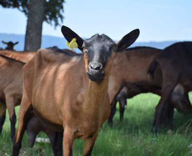 Le Rocher de Peyroles