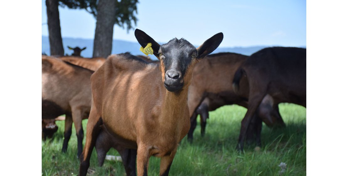 Foto Circuit panoramique