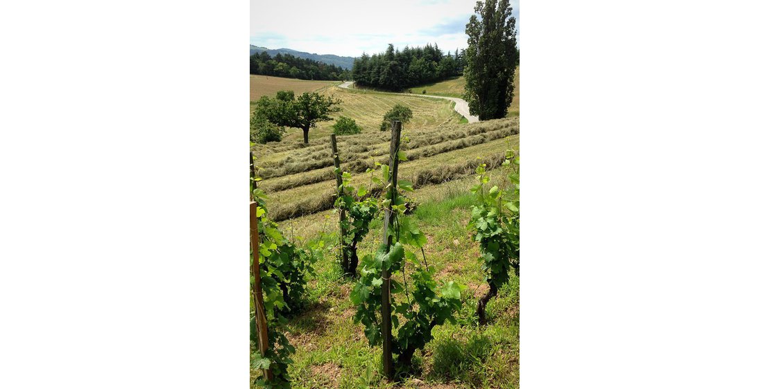 Photo Domaine de Morlanche