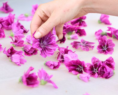 Atelier gourmand Terre d'Ardèche - Cueillette et dégustation des plantes