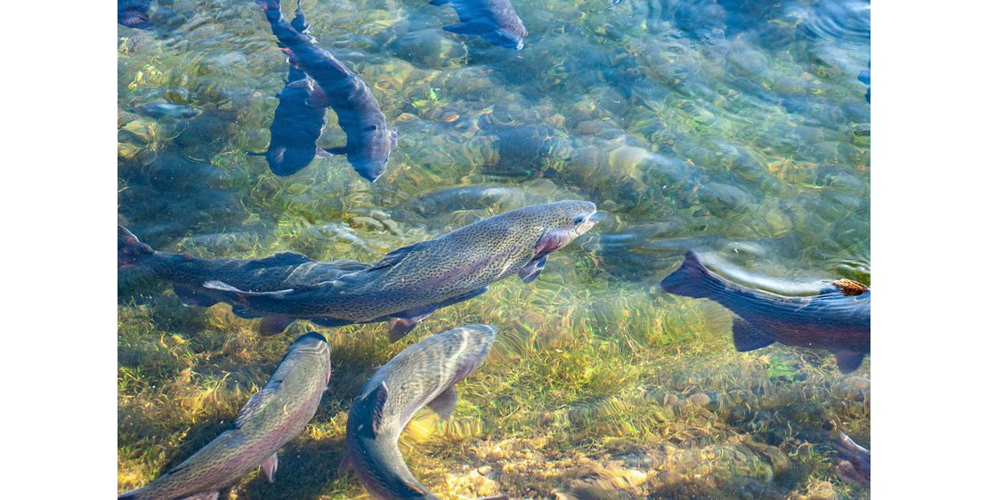 Photo Les pêcheurs d'Andaure