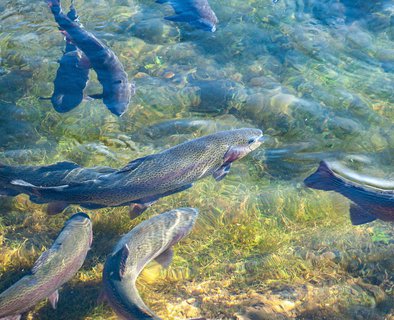Les pêcheurs d'Andaure