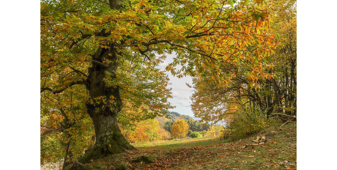 Photo Studio et atelier photographie - Sabine Fischer