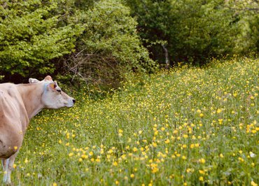 Les Mercredis à la Ferme