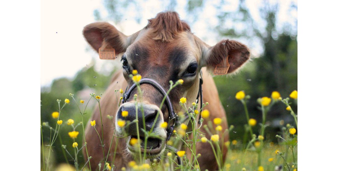 Photo Les Mercredis à la Ferme