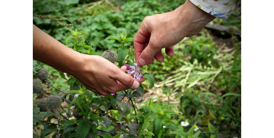 Photo Les plantes sauvages s'invitent en gastronomie!