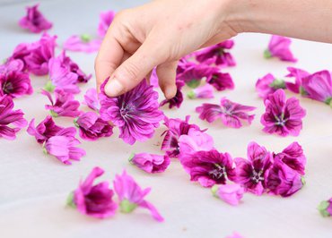 Atelier gourmand Terre d'Ardèche - Cueillette et dégustation des plantes