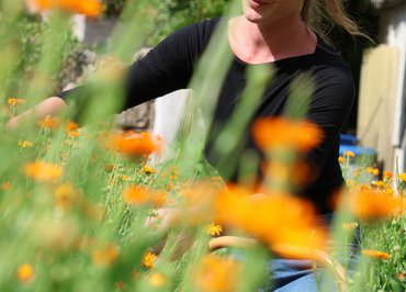 Visite guidée au jardin médicinal