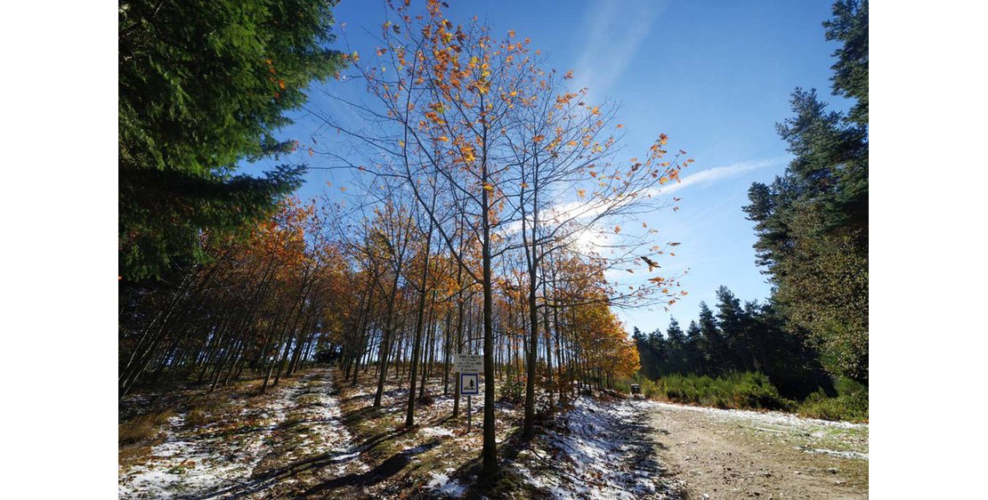 Photo Un Pays et ses Arbres - N°9