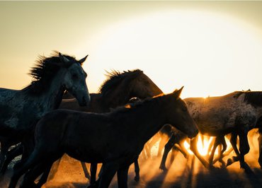 Soirée entre crin et soir
