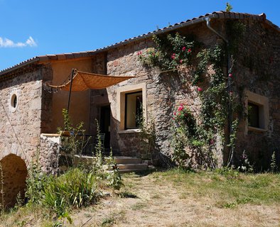 Alcea Rosea
